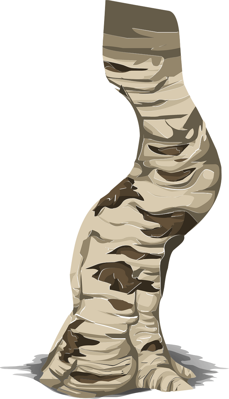 Birch tree branch
