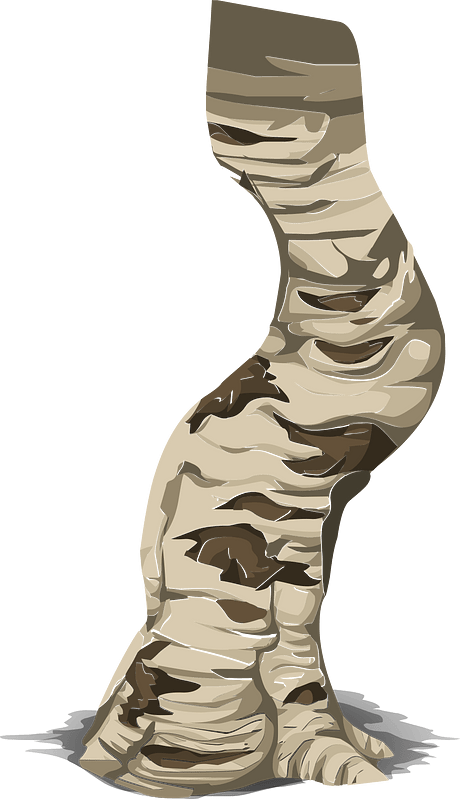 Birch tree branch