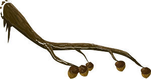 Brown branch acorn