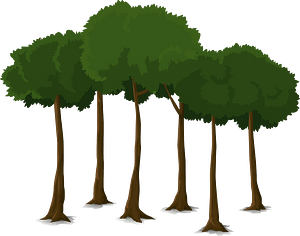 Deciduous tree