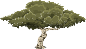 Deciduous tree