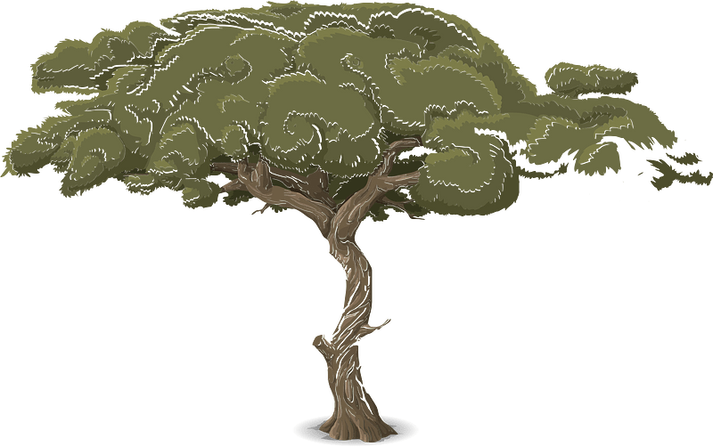 Green acacia