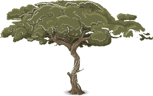 Green acacia