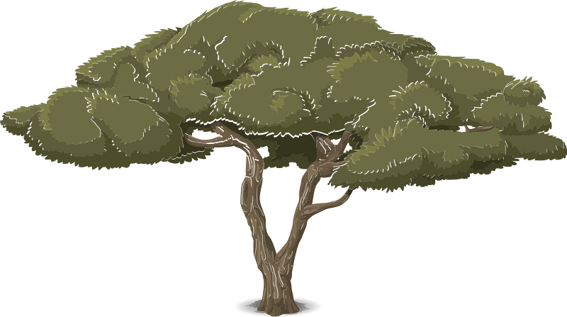 Green acacia