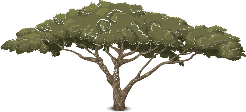 Green acacia