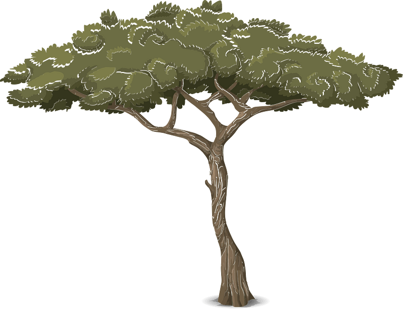 Green acacia