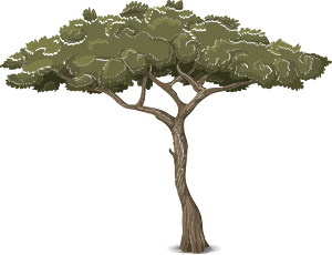 Green acacia