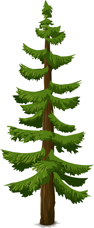 Green coniferous tree