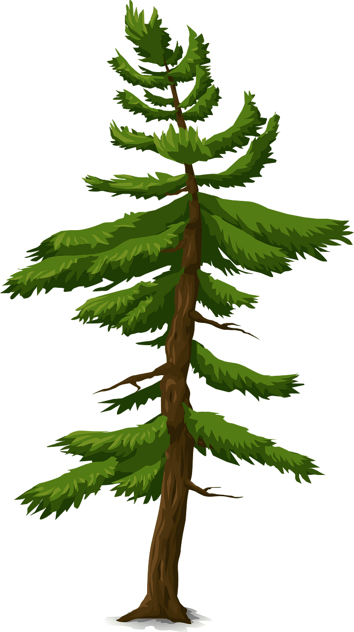 Green coniferous tree