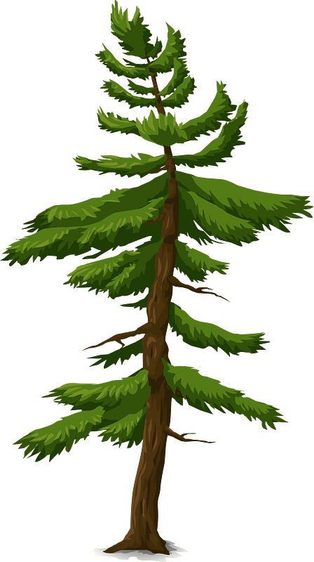 Green coniferous tree