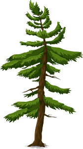 Green coniferous tree