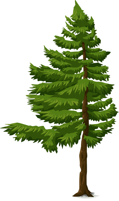 Green coniferous tree