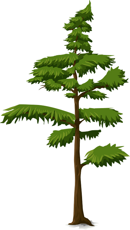 Green coniferous tree