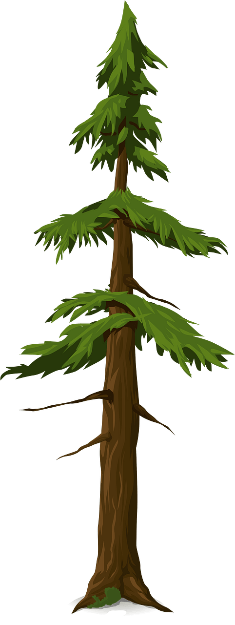Green coniferous tree