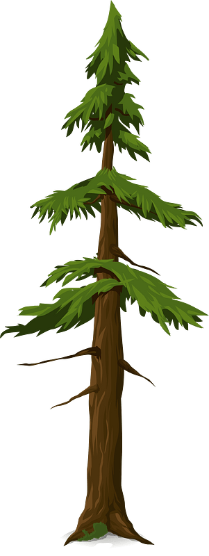 Green coniferous tree