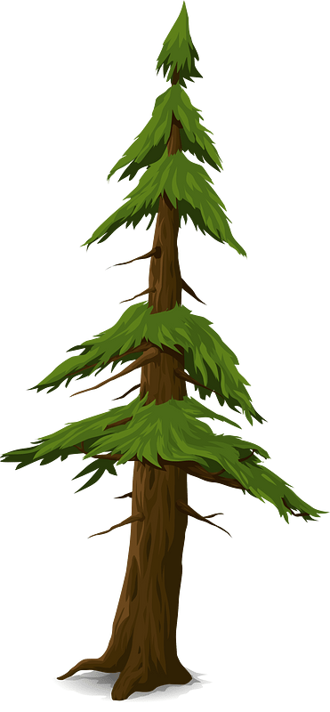 Green coniferous tree