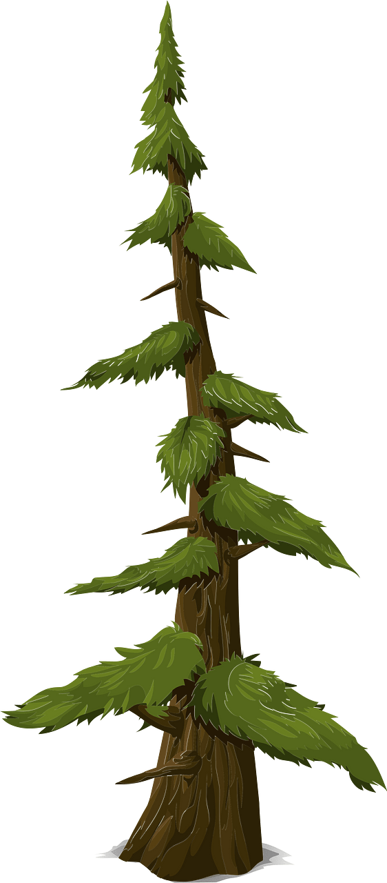 Green coniferous tree