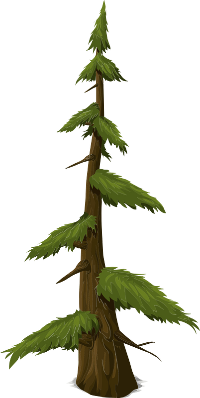 Green coniferous tree
