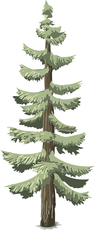 Green coniferous tree