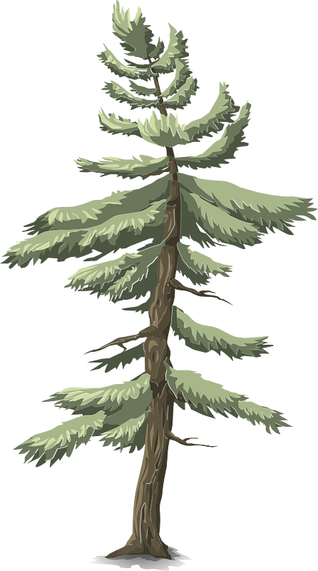 Green coniferous tree
