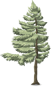 Green coniferous tree