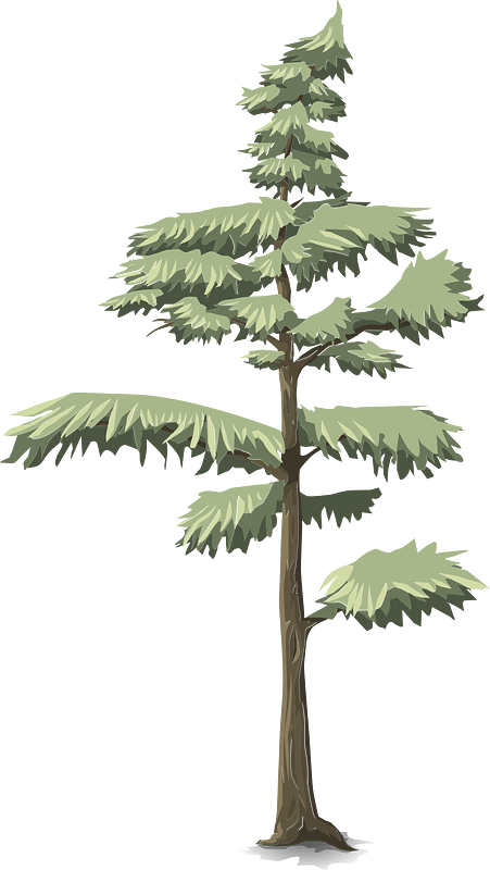 Green coniferous tree