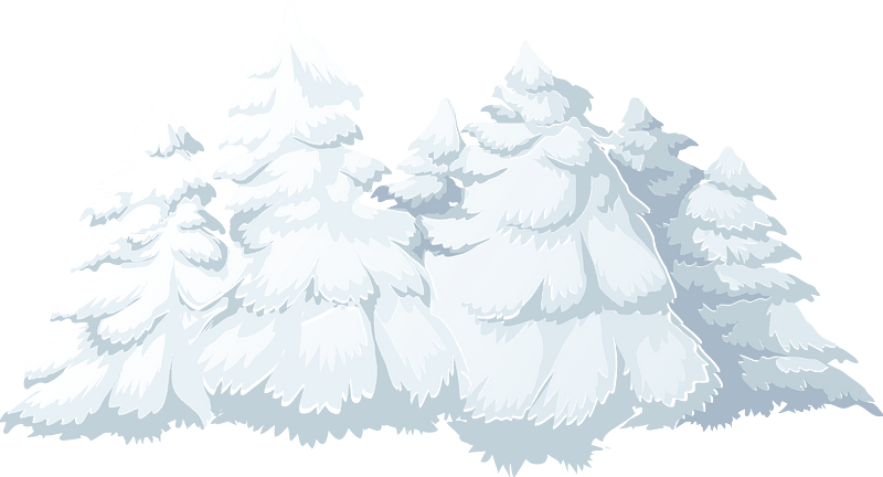 Many white snow coniferous trees