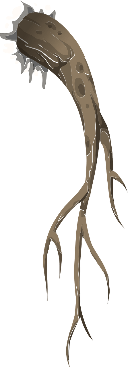 Roots