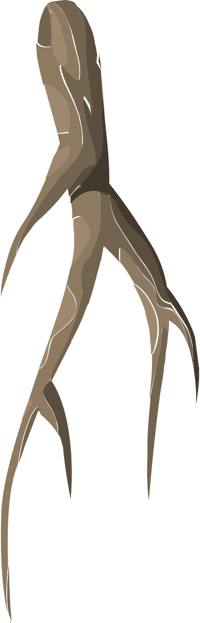 Roots