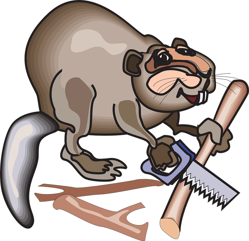 Beaver sawing logs