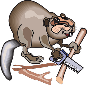 Beaver sawing logs