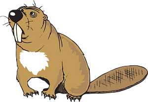 Funny beaver