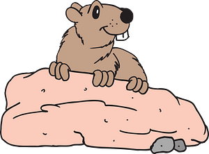Beaver behind a rock