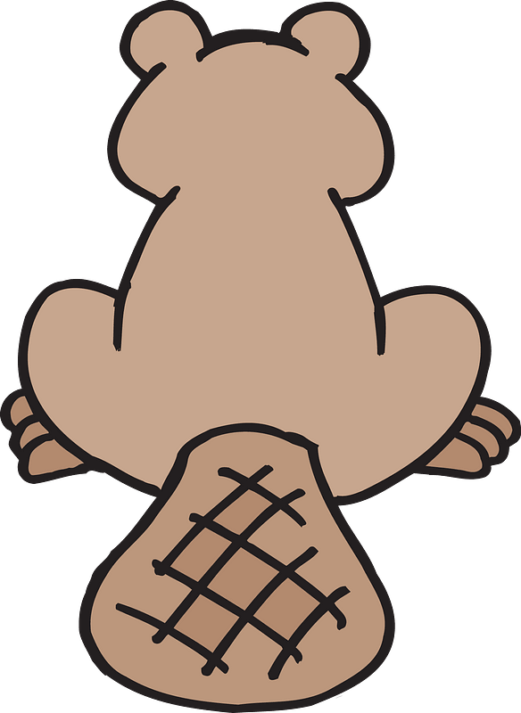 Beaver's back