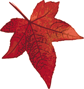 Red maple leaf