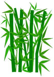 Bamboo