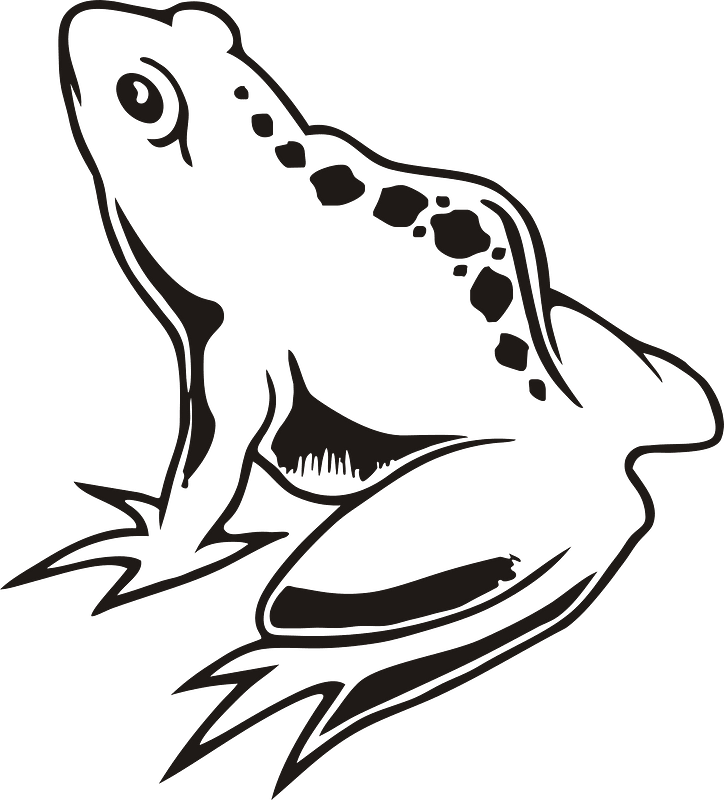 青蛙