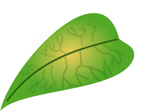 Green leaf