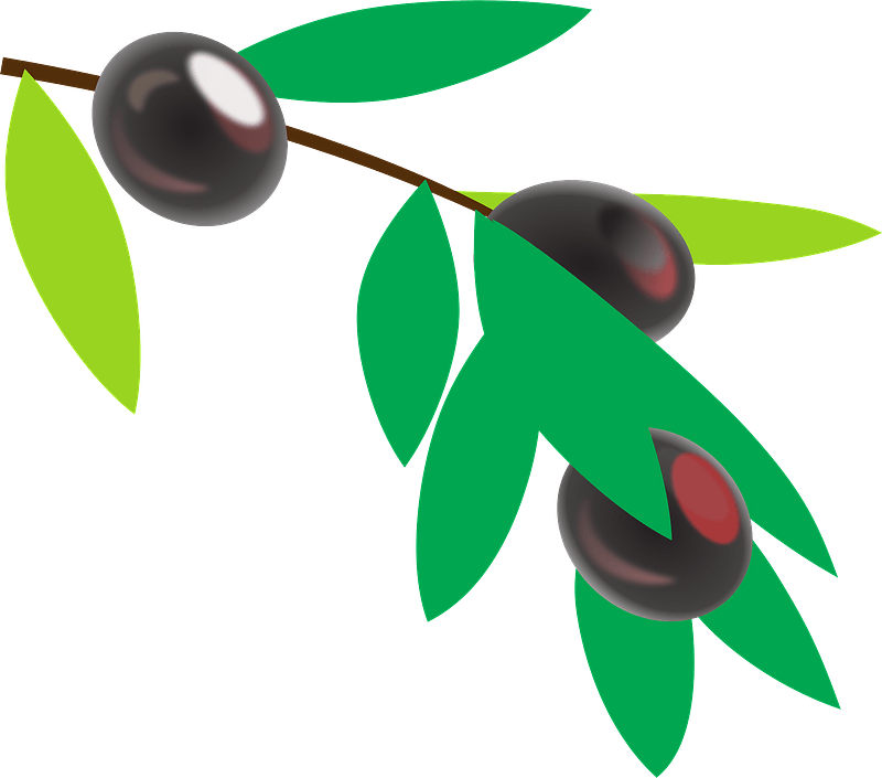 Black Olives on a Branch