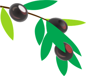 Black Olives on a Branch