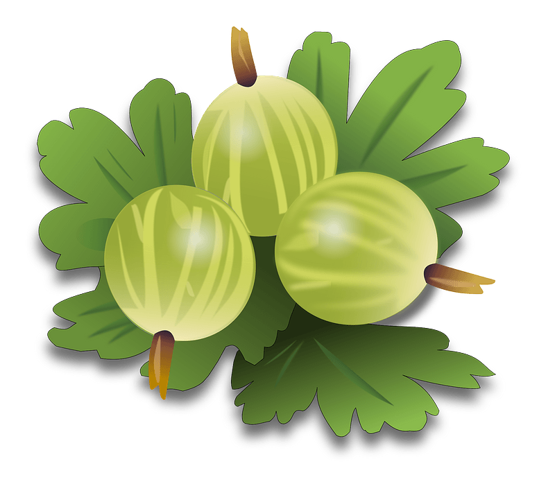 Green gooseberrys