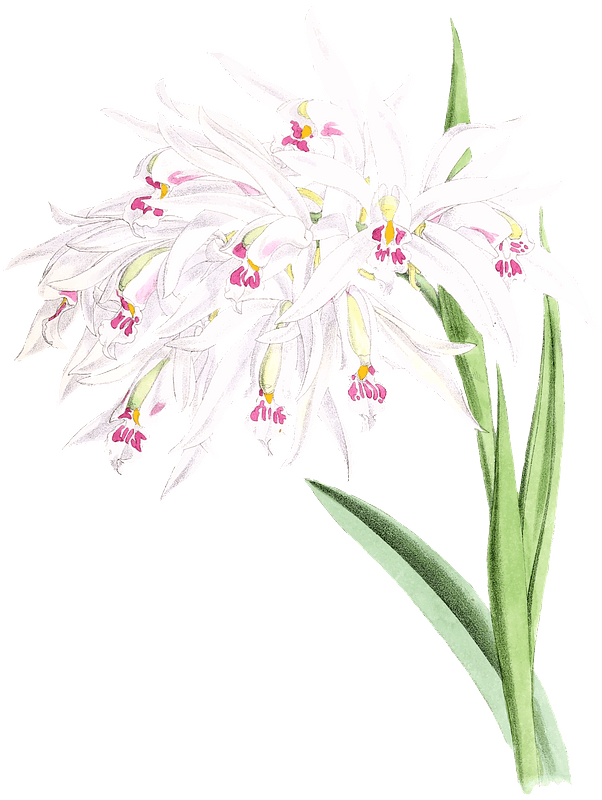Orchidaceae