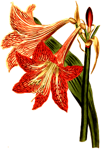 Netted veined amaryllis