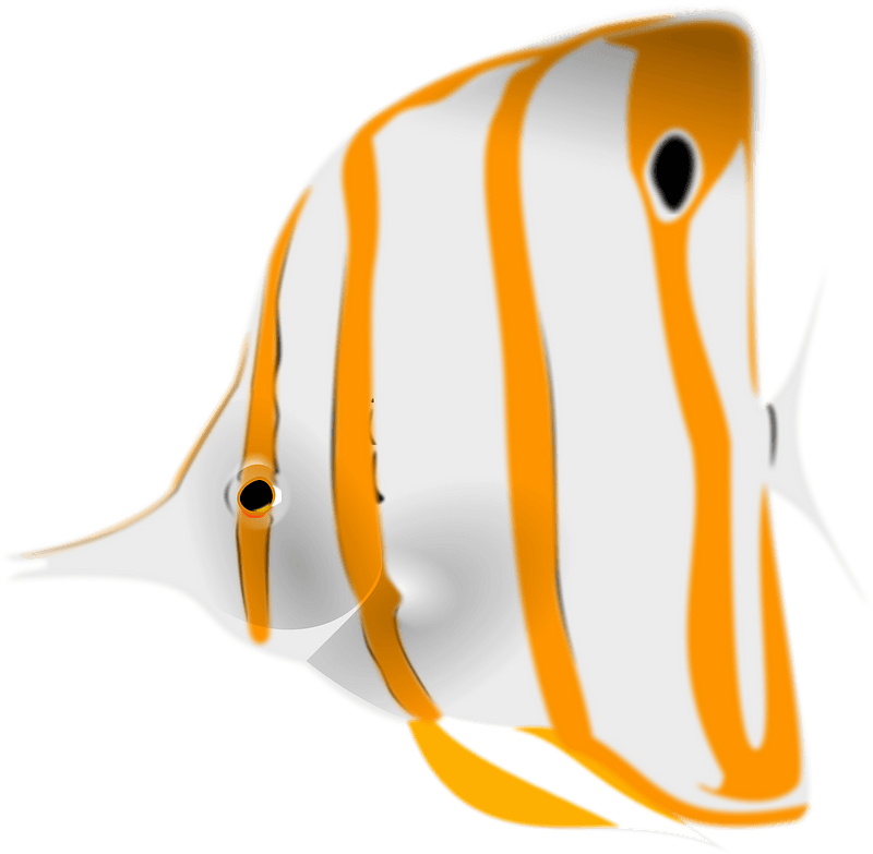 Copperband butterflyfish