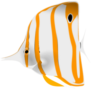 Copperband butterflyfish