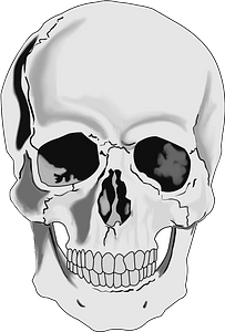 Realistic human skull