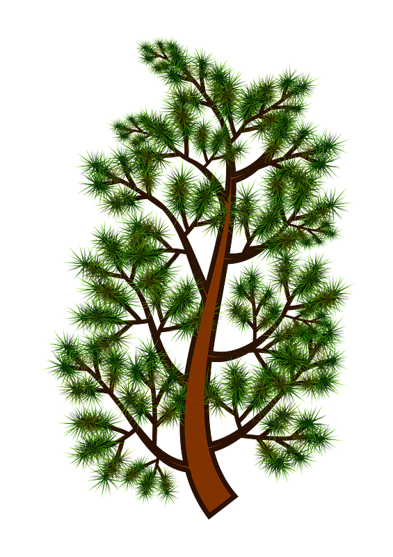Pine tree branch
