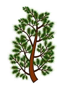Pine tree branch
