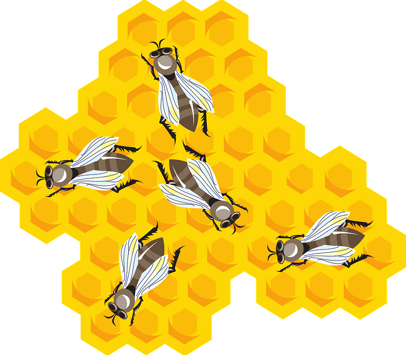 Bees on honeycomb