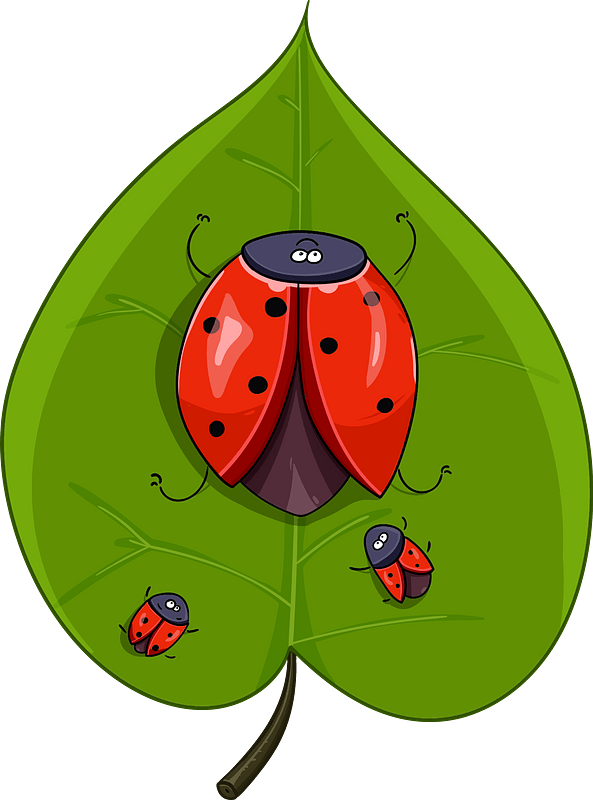 Ladybugs on a leaf